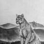 Mountain Lion Drawing