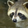 Raccoon