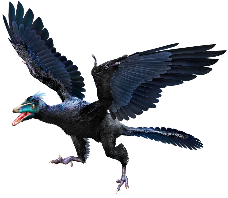 Transparent microraptor by TransparentDinosaurs on DeviantArt