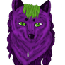 Baki wolf portrait :)