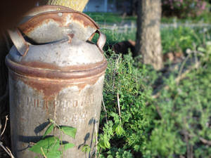 Old Milk Can