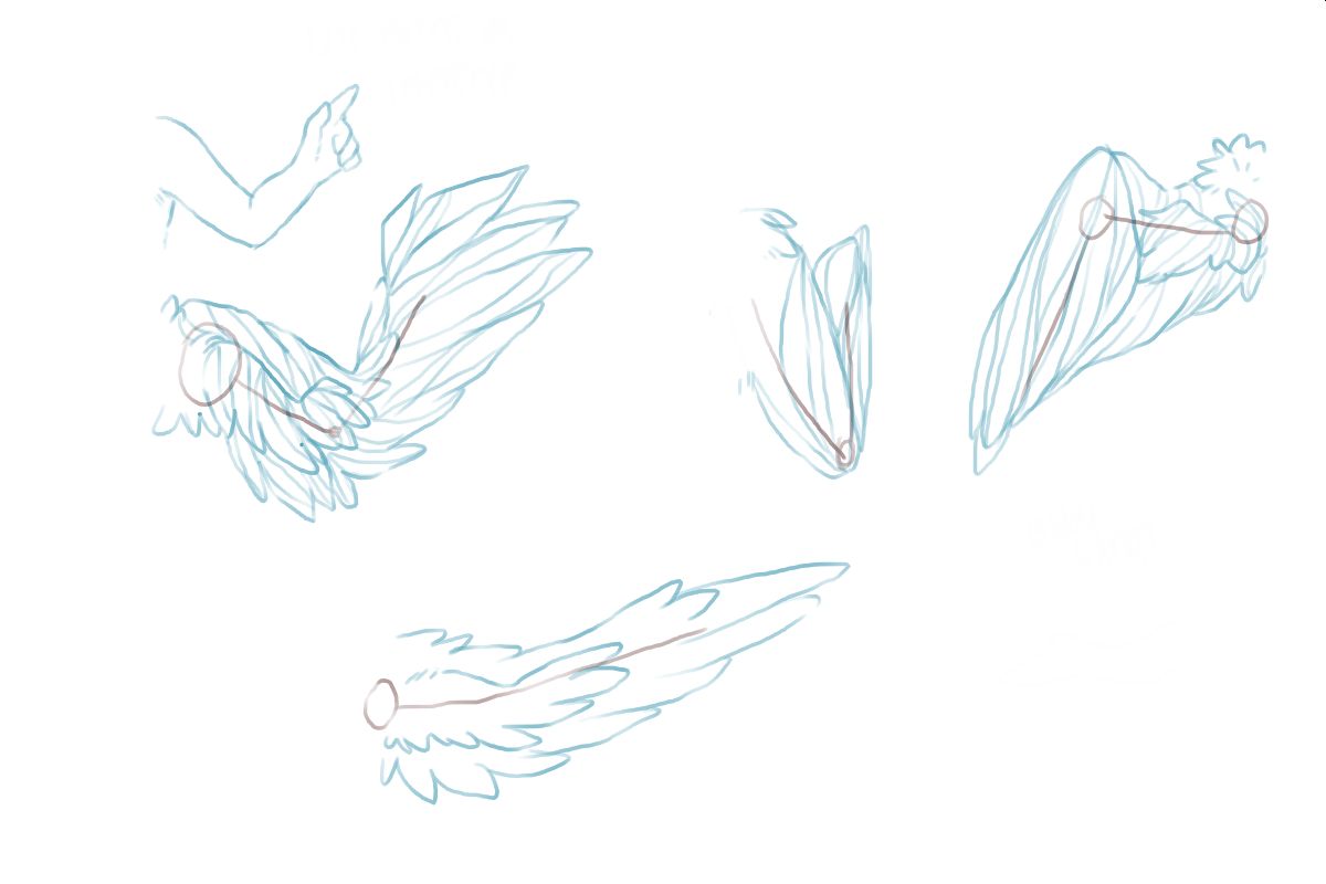 Dynamic Wing Reference Wing References by Cotton-Bean on DeviantArt
