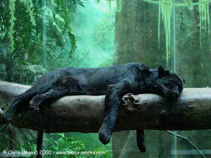 Black Jaguar