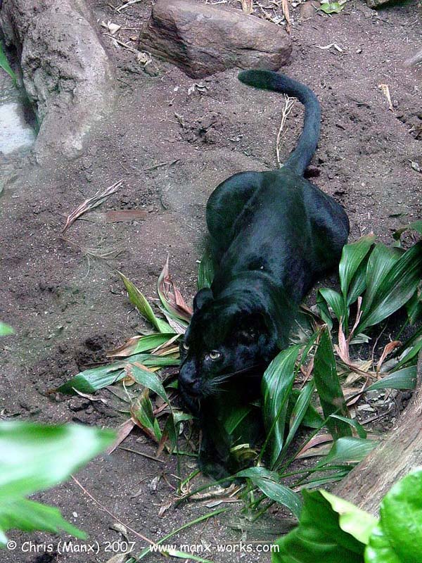 Black Jaguar 2