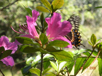 Tom Sawyer's Butterfly