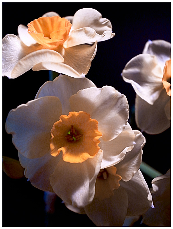 Narcissi macro