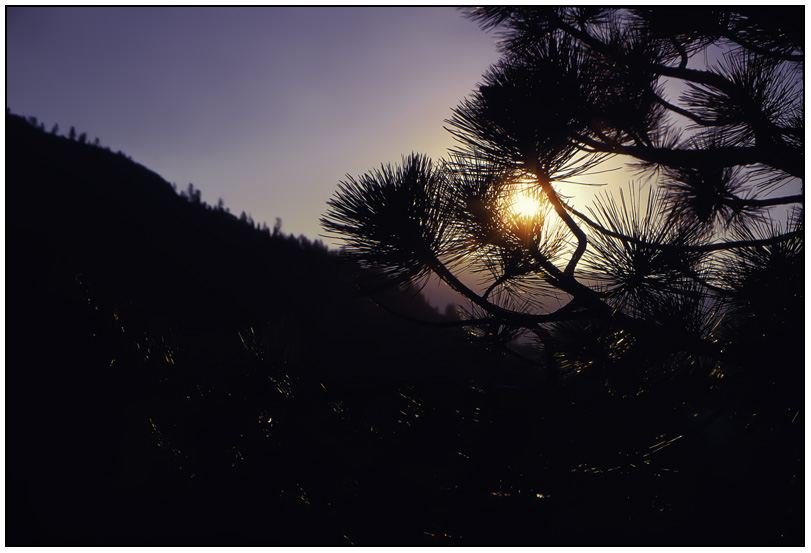 pine light