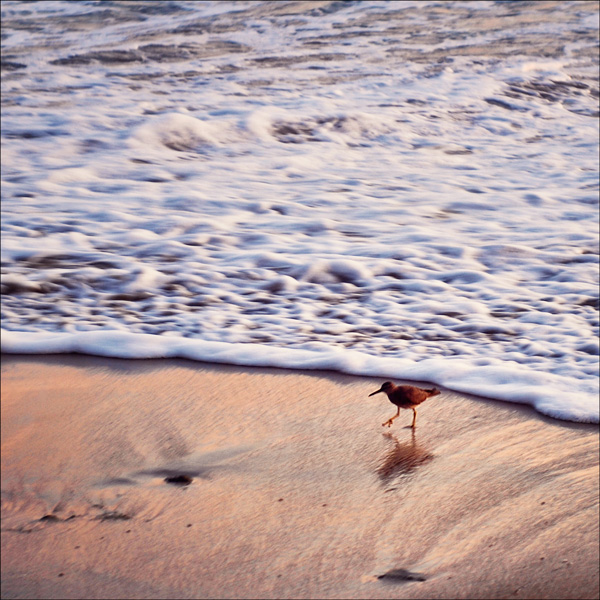 beach bird