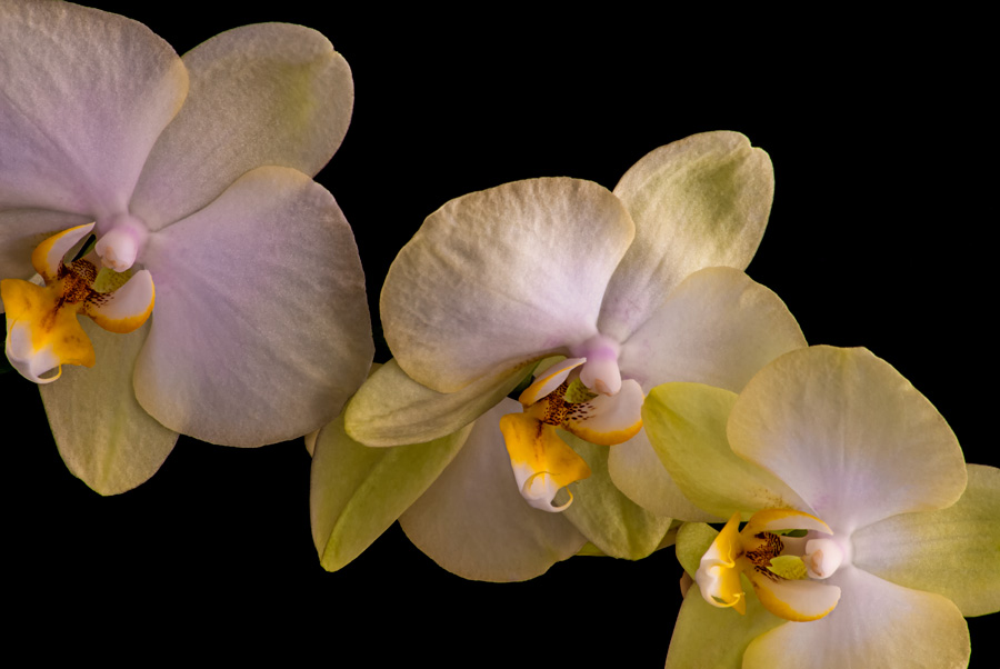 moth orchid 10