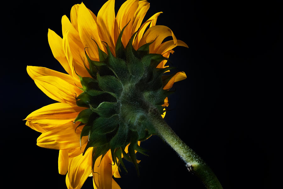 sunflower back