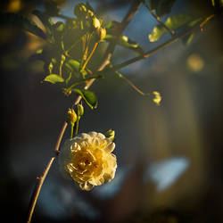 springFlower web