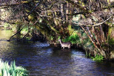 Deer in river