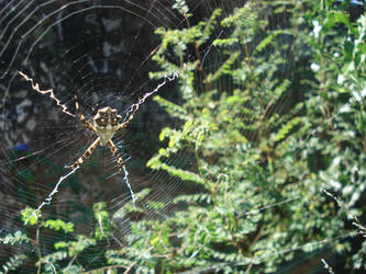 Web of death