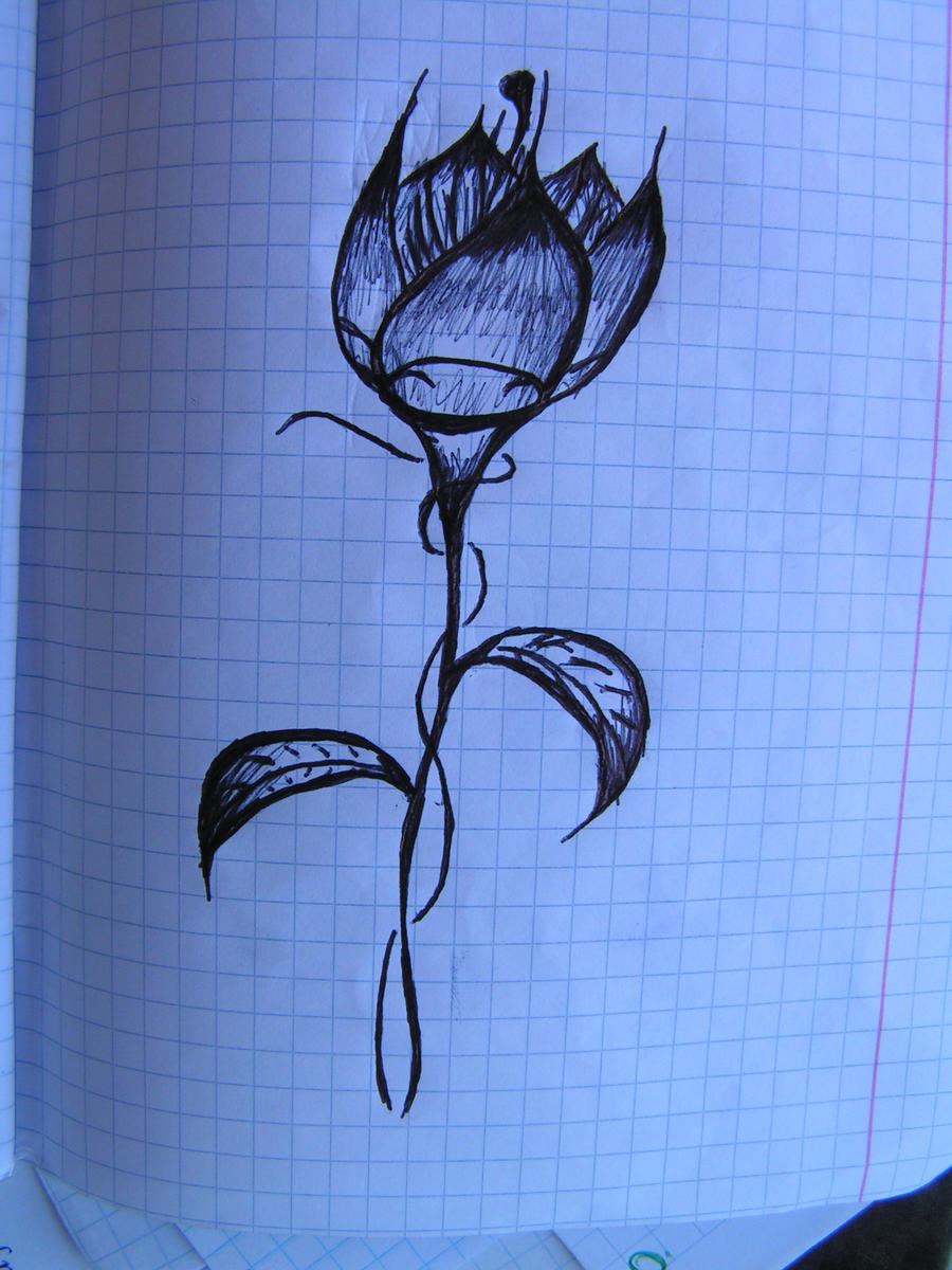 Tulip for girlfriend