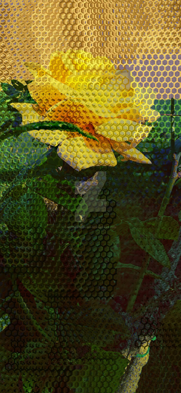 Veiled Rose Yellow Protection by Silvia-Roses-MO on DeviantArt