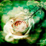 Autumn Embrace
