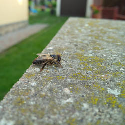 Slowly dying bee 2/3