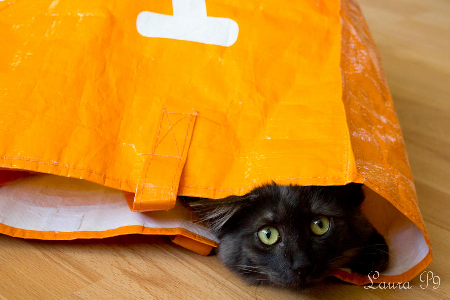 Kat in de zak by LPhoto9raphy on DeviantArt Kat in de zak by LPhoto9raphy on DeviantArt