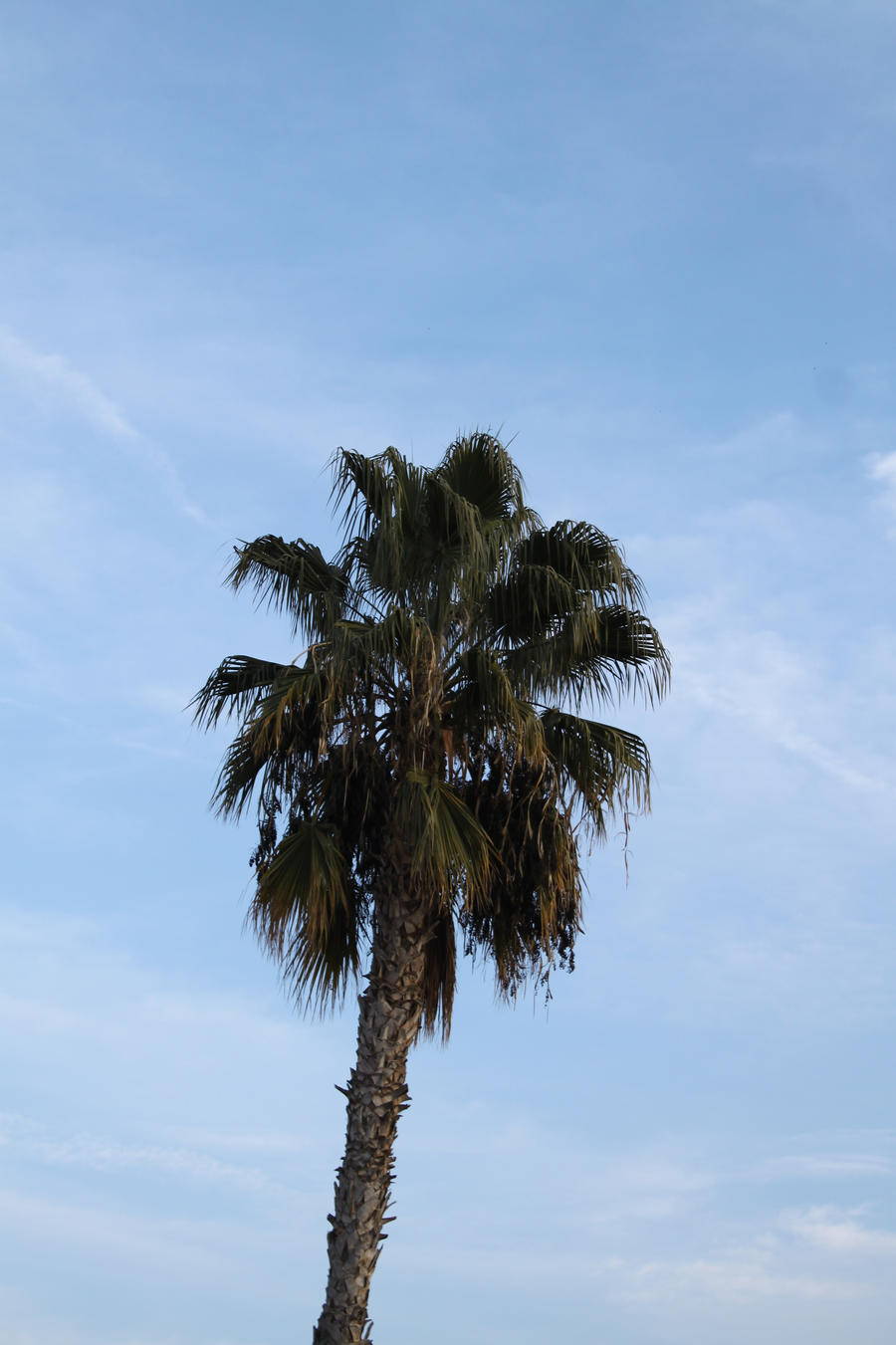 Palm