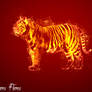 Tiger Flames