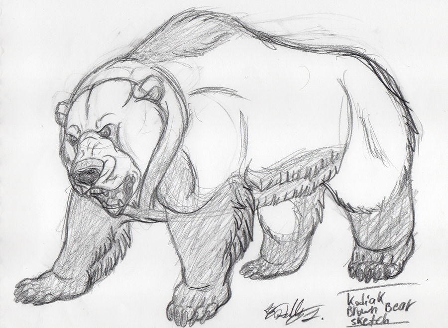 Angry Kodiak Bear Sketch by Hawaiifan on DeviantArt