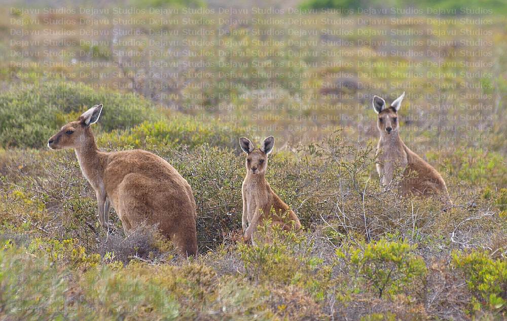 Australian Kangaroos