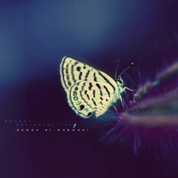::Butterfly::