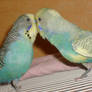 kissing budgies