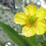 yellow flower at my pond