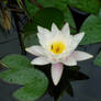 waterlily with insect