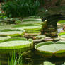 big leaves Waterlilies Flora