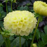 yellow filled dahlias