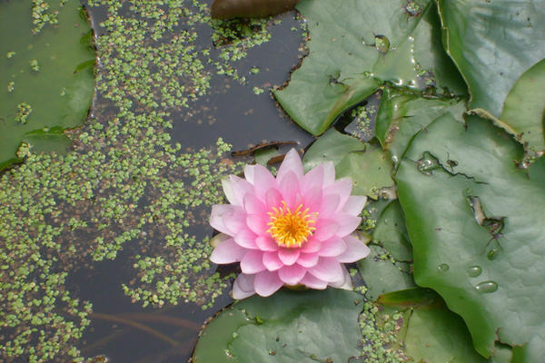 beautyful pink waterlilie