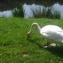 white swan Rursee