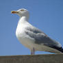 sea gull nearer 2