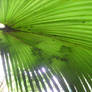 look through  other palm leaf