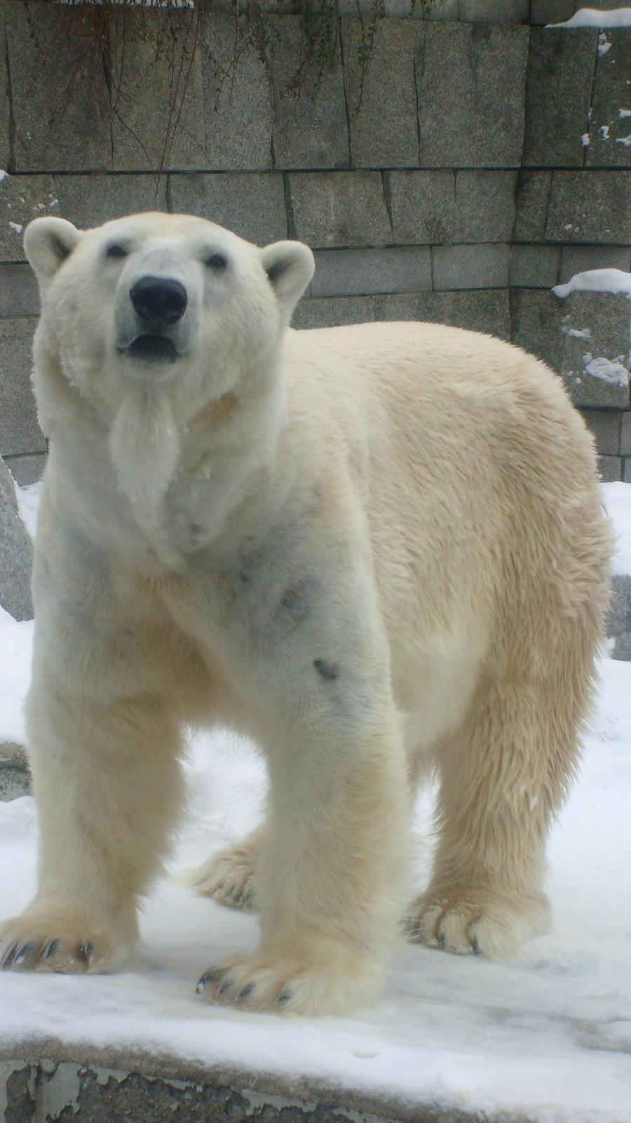 polar bear 1