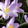 crocuses in lilac 2