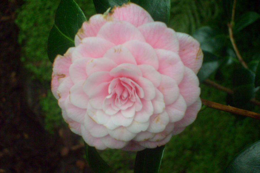 pink  pastell filled camellia