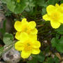 plants at water in my garden