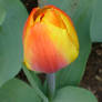 tulip today  for Vin