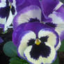 lilac pansy in Thorn