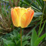 tulip for Skyefan