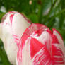 awesome tulips macro