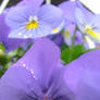 wet tufted pansy 2