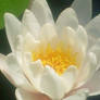 new waterlily in my pond macro