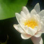 new waterlily 2