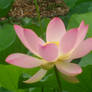 pink waterlily Flora 1