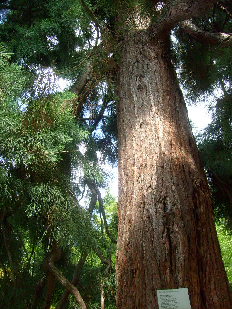 old redwood tree 2