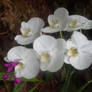 white orchid 1